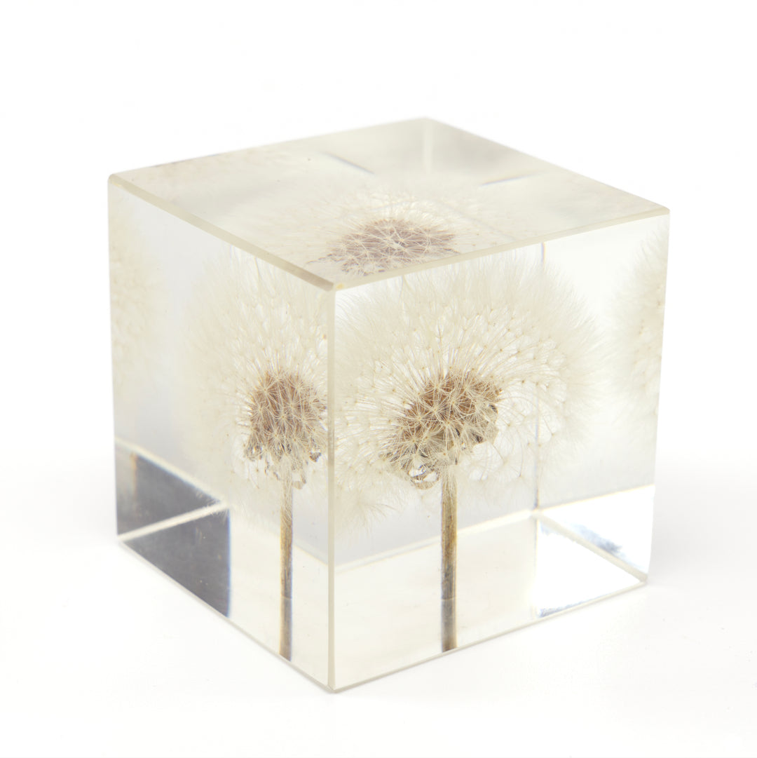 Lucite Dandelion Paperweight