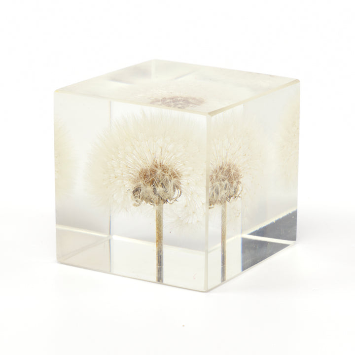 Lucite Dandelion Paperweight
