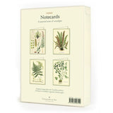 Boxed Cavallini Notecards